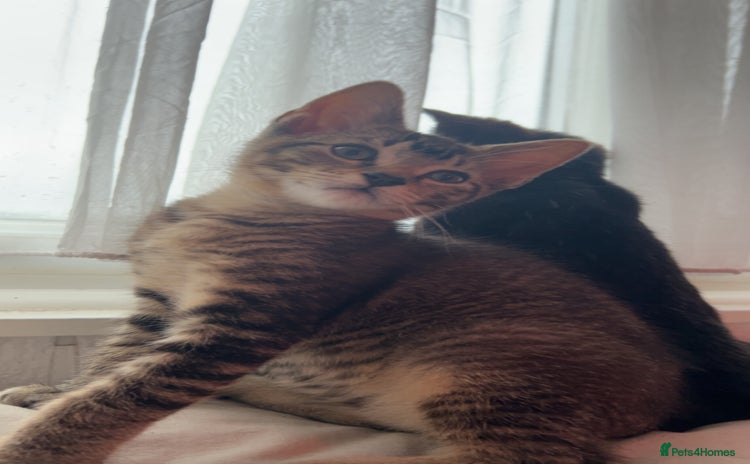 Mixed Breed cats - Advert 11