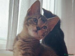 Mixed Breed cats for sale - Advert 1