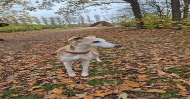 Whippet dogs - Advert 9