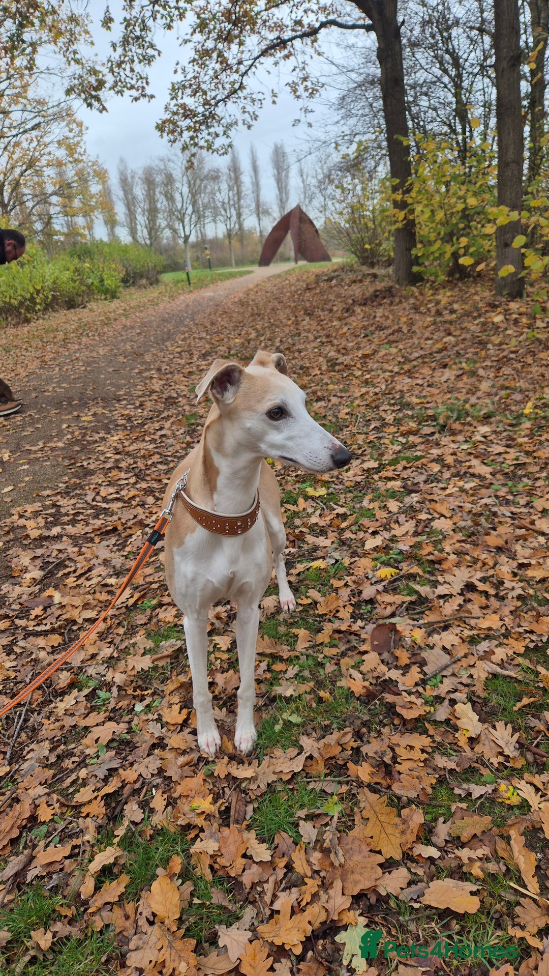 Whippet dogs for stud: KC Whippet for STUD - Image 3