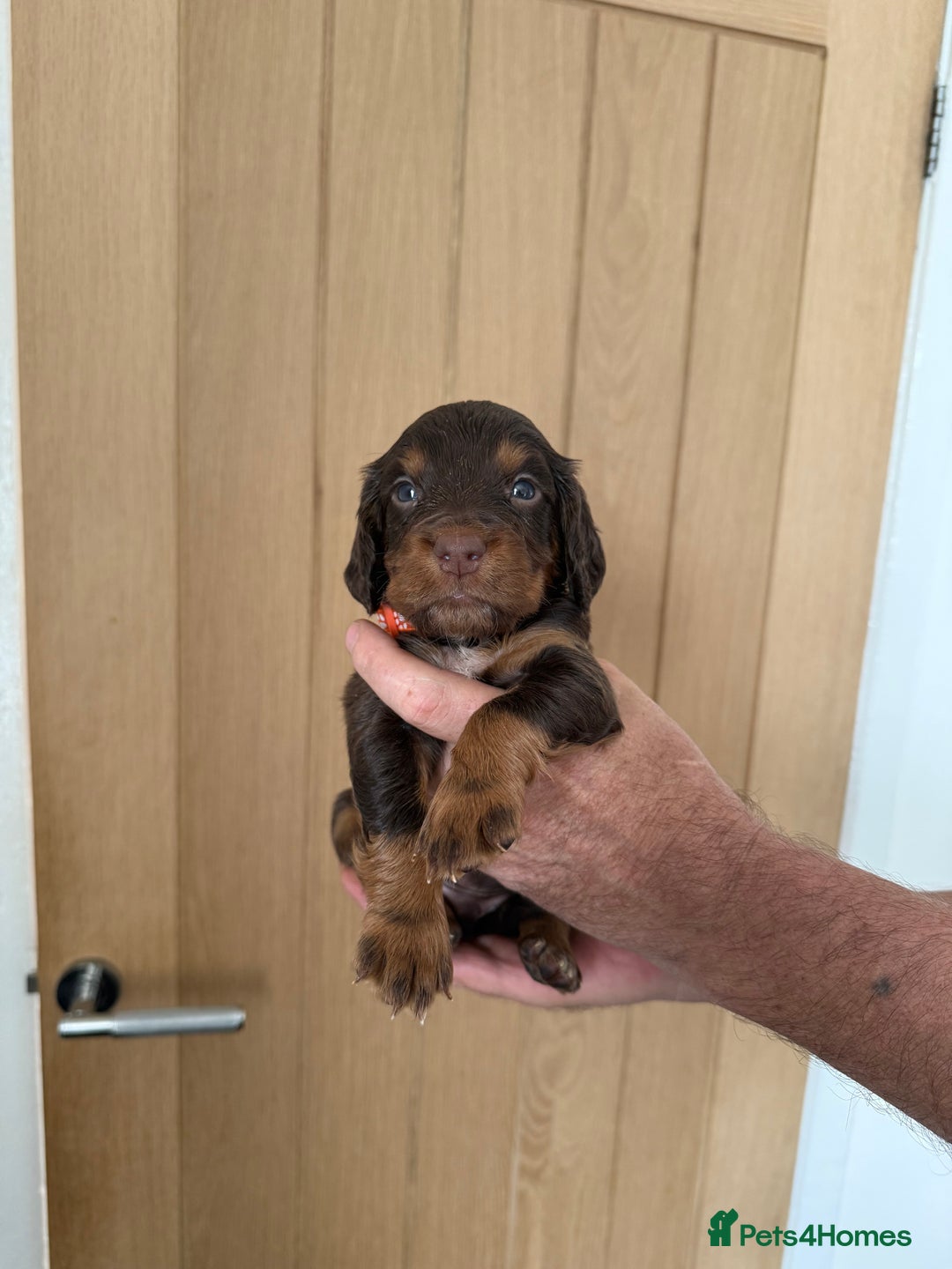 Cocker Spaniel dogs for sale: Cocker spaniel puppy’s  - Image 1