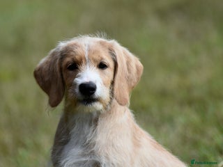 Labradoodle dogs - Advert 2