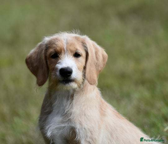 Labradoodle dogs - Advert 14