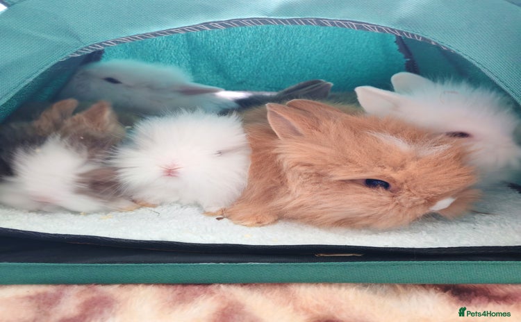 Lionhead rabbits - Advert 4