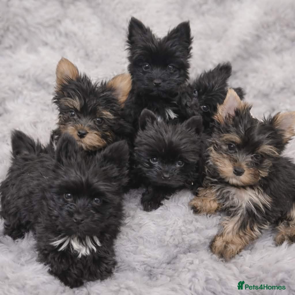 Yorkshire Terrier dogs Yorkshire Terrier - Advert 1