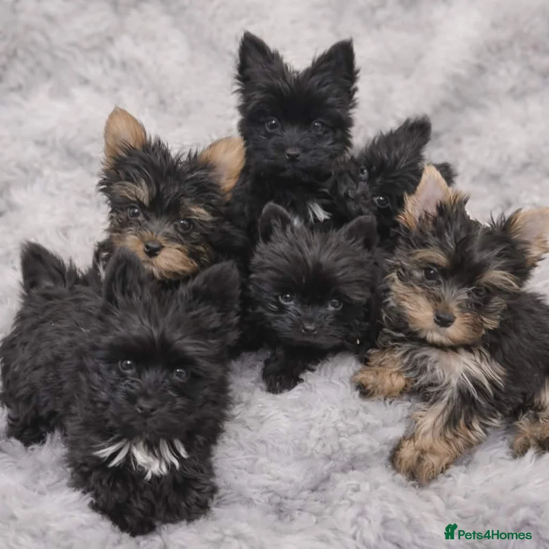 Yorkshire Terrier dogs for sale: Yorkshire Terrier - Advert 1