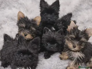 Yorkshire Terrier dogs Yorkshire Terrier - Advert 1