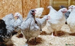 Chickens poultry for sale: Orpington Groups available - Image 7