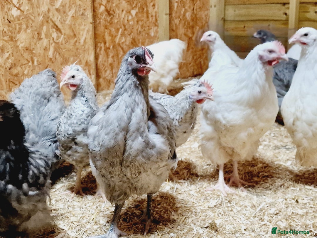 Chickens poultry for sale: Orpington Groups available - Image 7