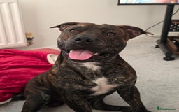 Mixed Breed dogs for sale: Staffie X for rehoming - Image 1