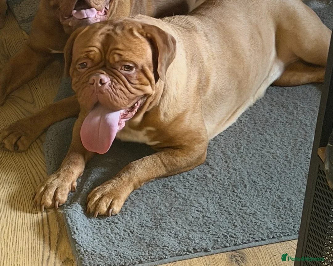 Dogue De Bordeaux dogs for sale: Dogue de Bordeaux girl 2.5 years old  - Advert 3