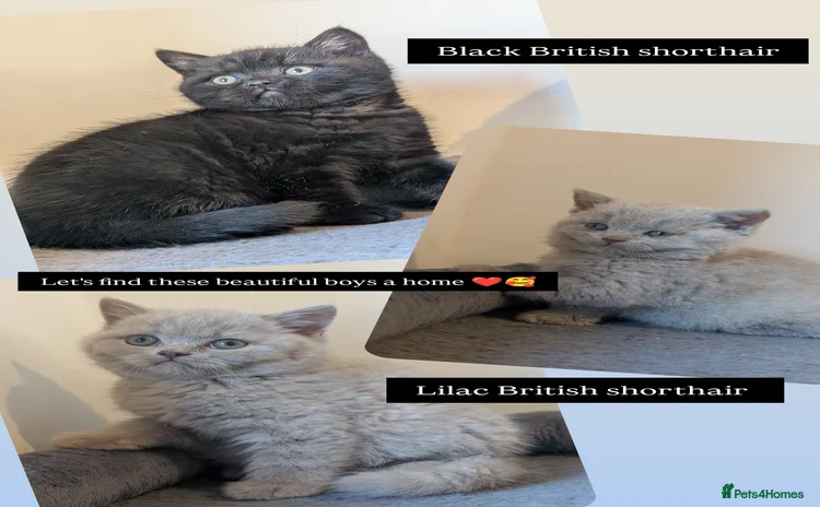 British Shorthair cats - Advert 11