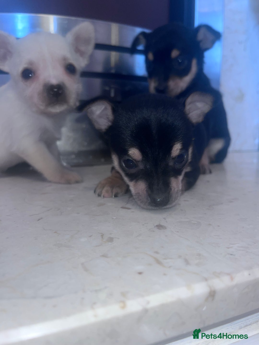 Chorkie dogs for sale: Chorkie  - Advert 3