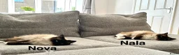 Mixed Breed cats for sale: 2 gorgeous sister, ragdoll mix - Advert 6