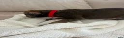 Mixed Breed dogs for sale: Bull hound puppies in London - Advert 29