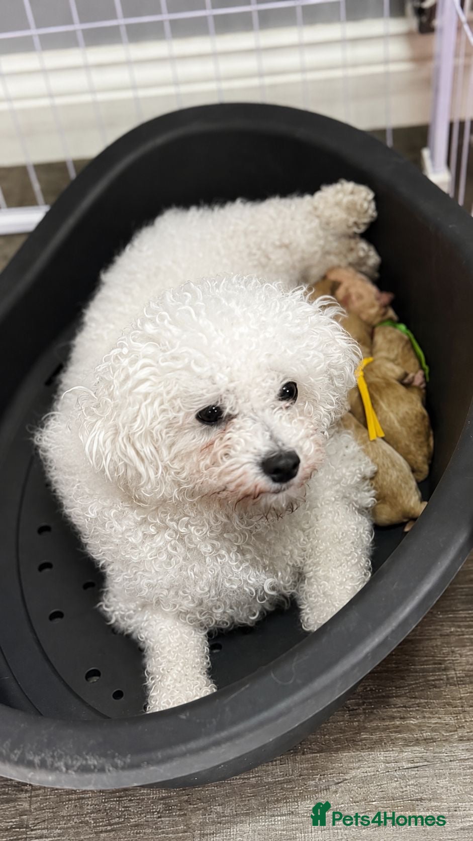 Poochon dogs F1 Poochon puppies Health Tested parents  - Advert 3