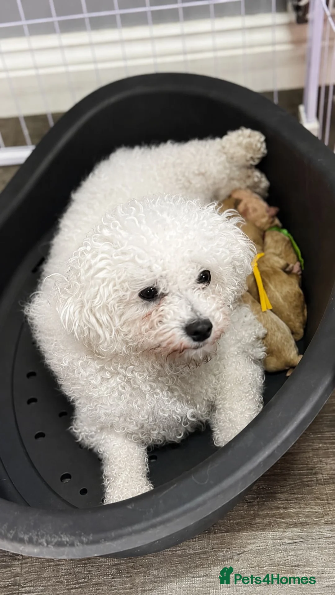 Poochon dogs for sale: F1 Poochon puppies Health Tested parents  - Advert 1