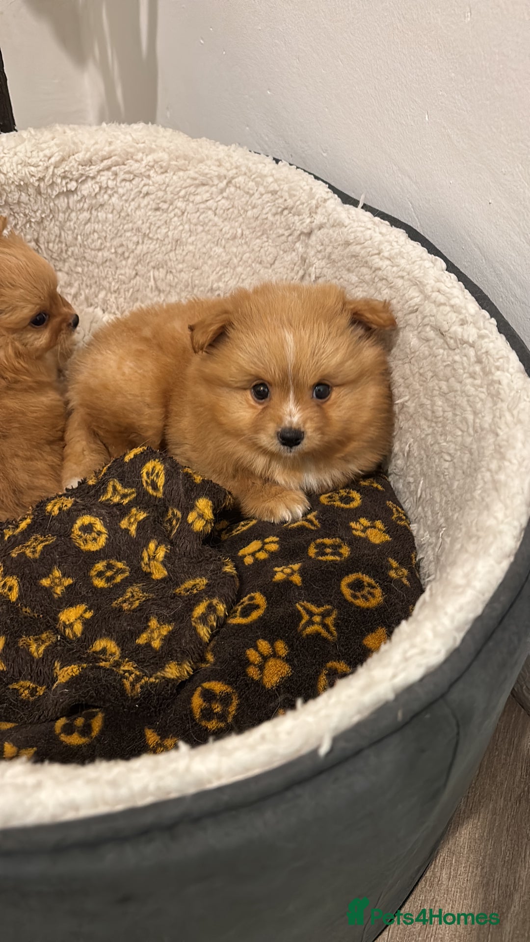 Mixed Breed dogs for sale: Pomeranian mixt with bichon - Advert 9