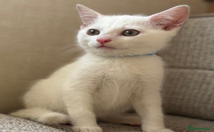 British Shorthair cats - Advert 8