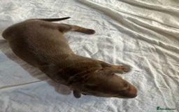 Miniature Dachshund dogs for sale: 6 Miniature Dachshund babies - Image 19