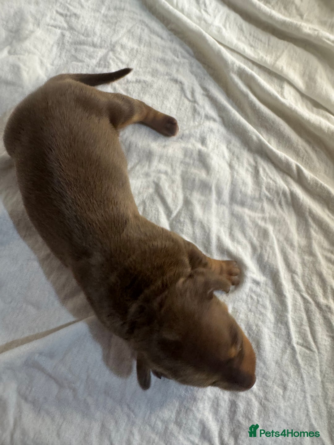 Miniature Dachshund dogs for sale: 6 Miniature Dachshund babies - Image 19