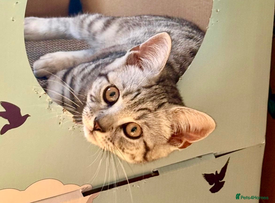 British Shorthair cats Beautiful BSH Silver Spotted boy available  - Advert 1