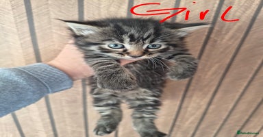 Mixed Breed cats Beautiful kittens  - Advert 2