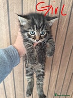 Mixed Breed cats Beautiful kittens - Advert 3