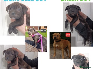 Staffordshire Bull Terrier dogs 2 Stunning KC SBT Boys! - Advert 14