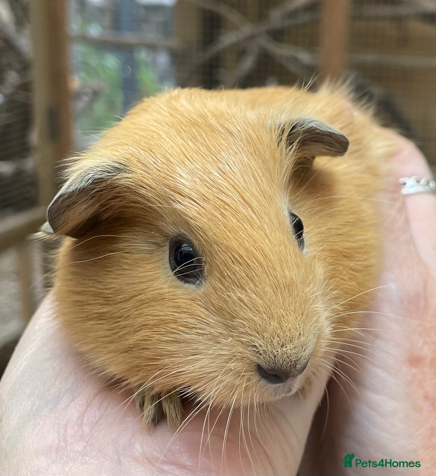 Guinea Pig rodents Lovely baby guinea pig boys - Advert 1
