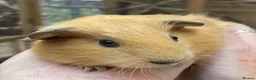 Guinea Pig rodents for sale: Lovely baby guinea pig boys - Advert 13