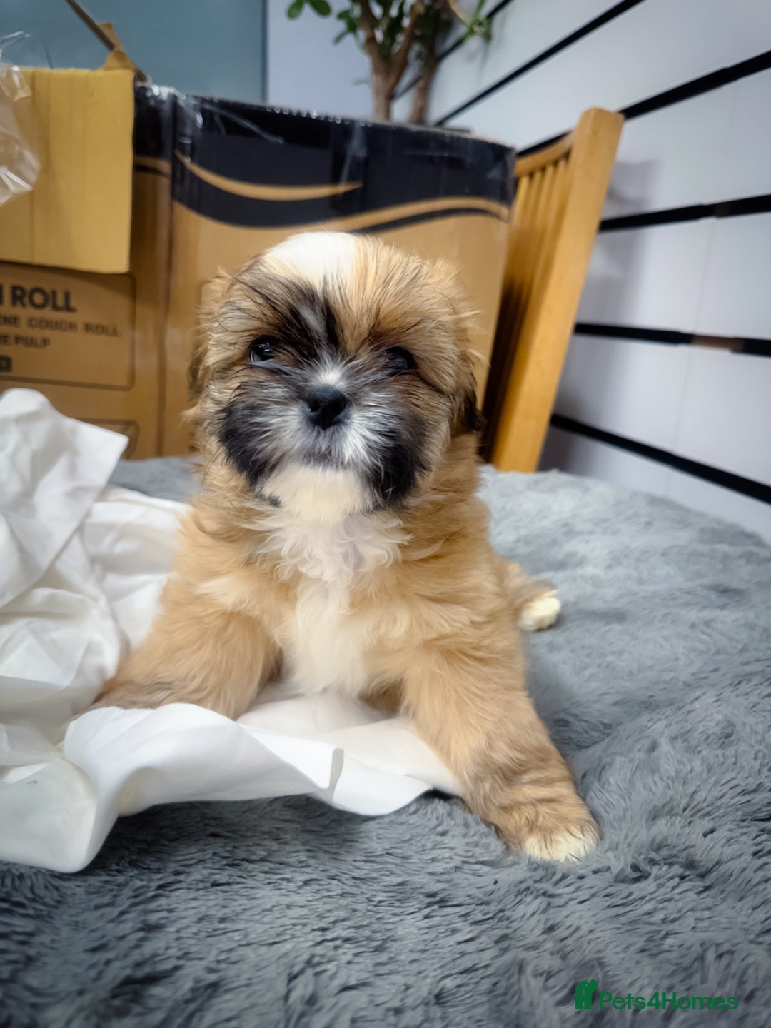 Mixed Breed dogs for sale: 🐶 Adorable Mixed-Breed Puppies Looking for Homes - Advert 11