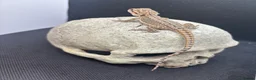 Bearded Dragon reptiles for sale: Spectacular baby dragons ready now  - Advert 5
