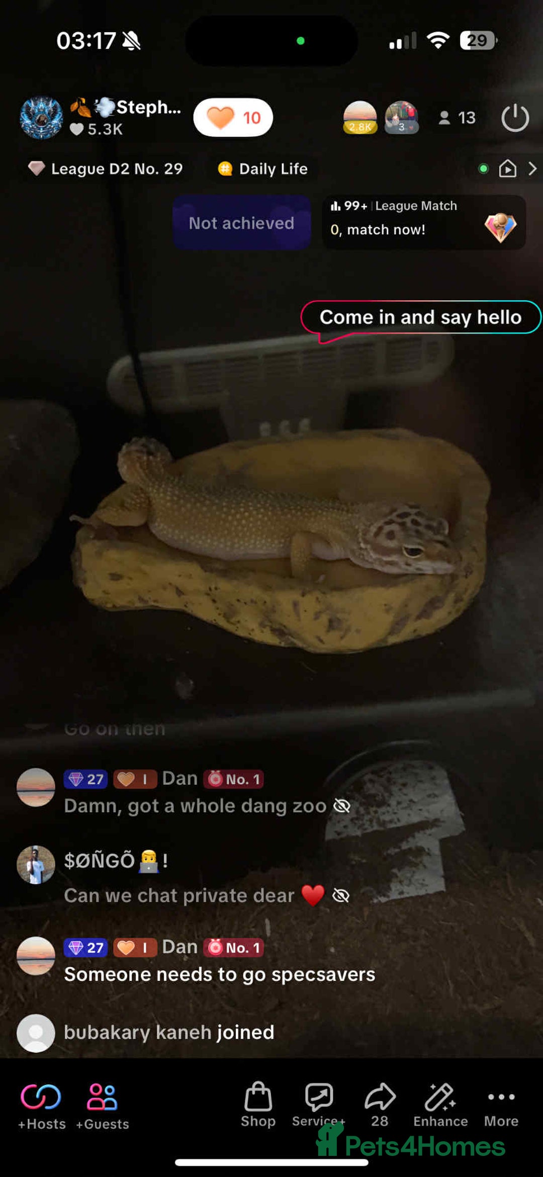 Leopard Gecko reptiles for sale: Leopard gecko with full setup - Image 2
