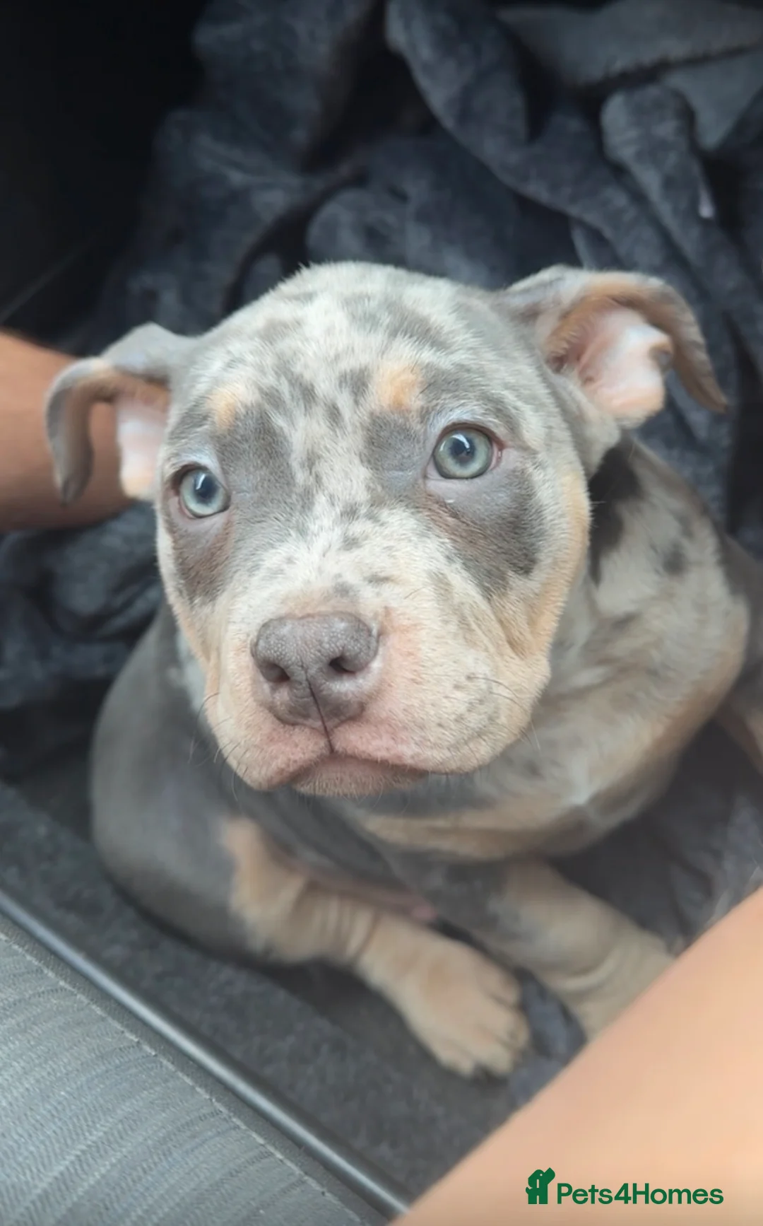 American Bully dogs for sale: Pocket bully pups  - Advert 8