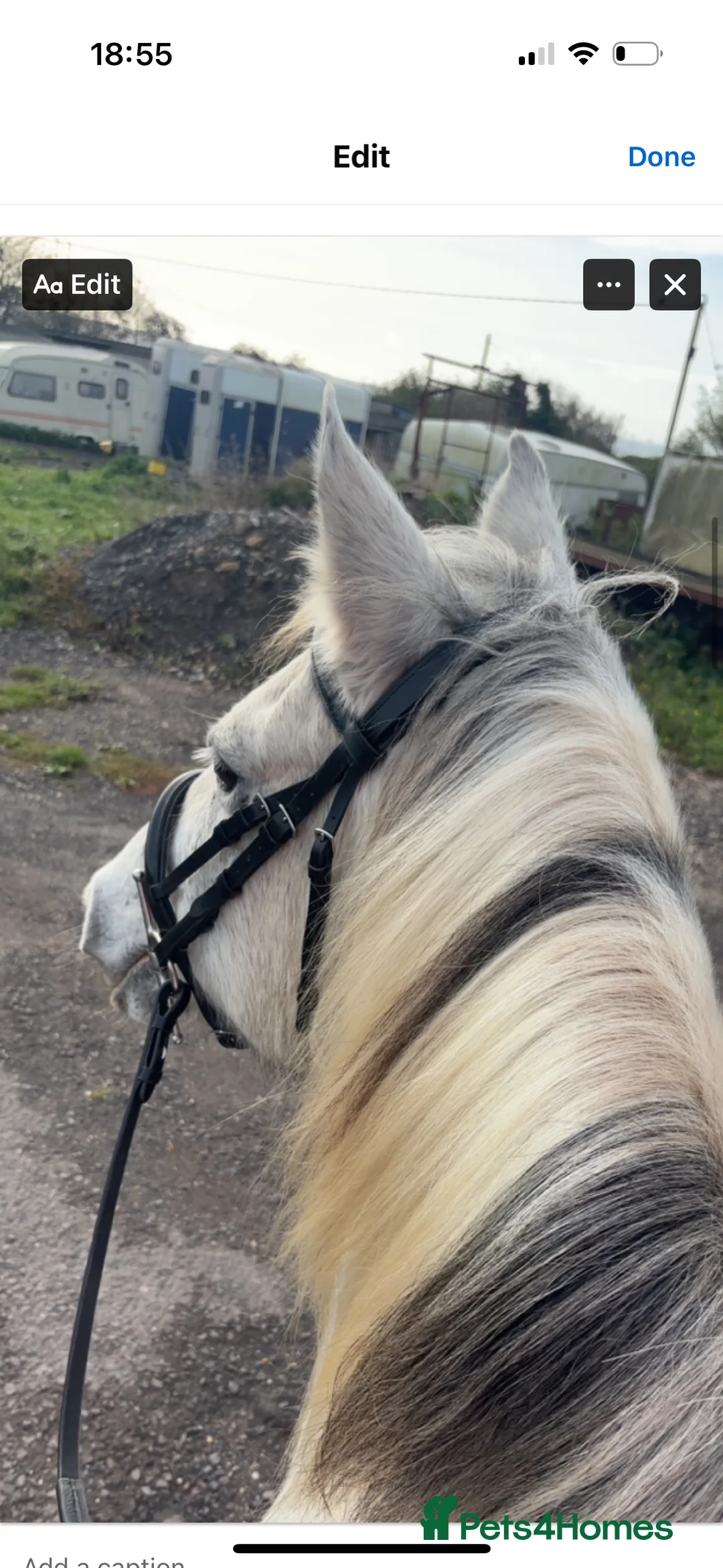 Other Breed horses for sale: Cob cross Arab  - Advert 5