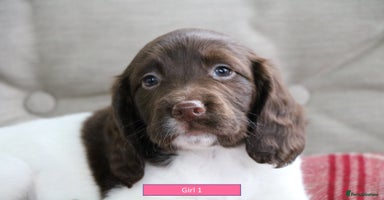 English Springer Spaniel dogs - Advert 8