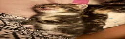 Mixed Breed cats for sale: Adorable Bengal x Shorthair Kittens - Advert 5