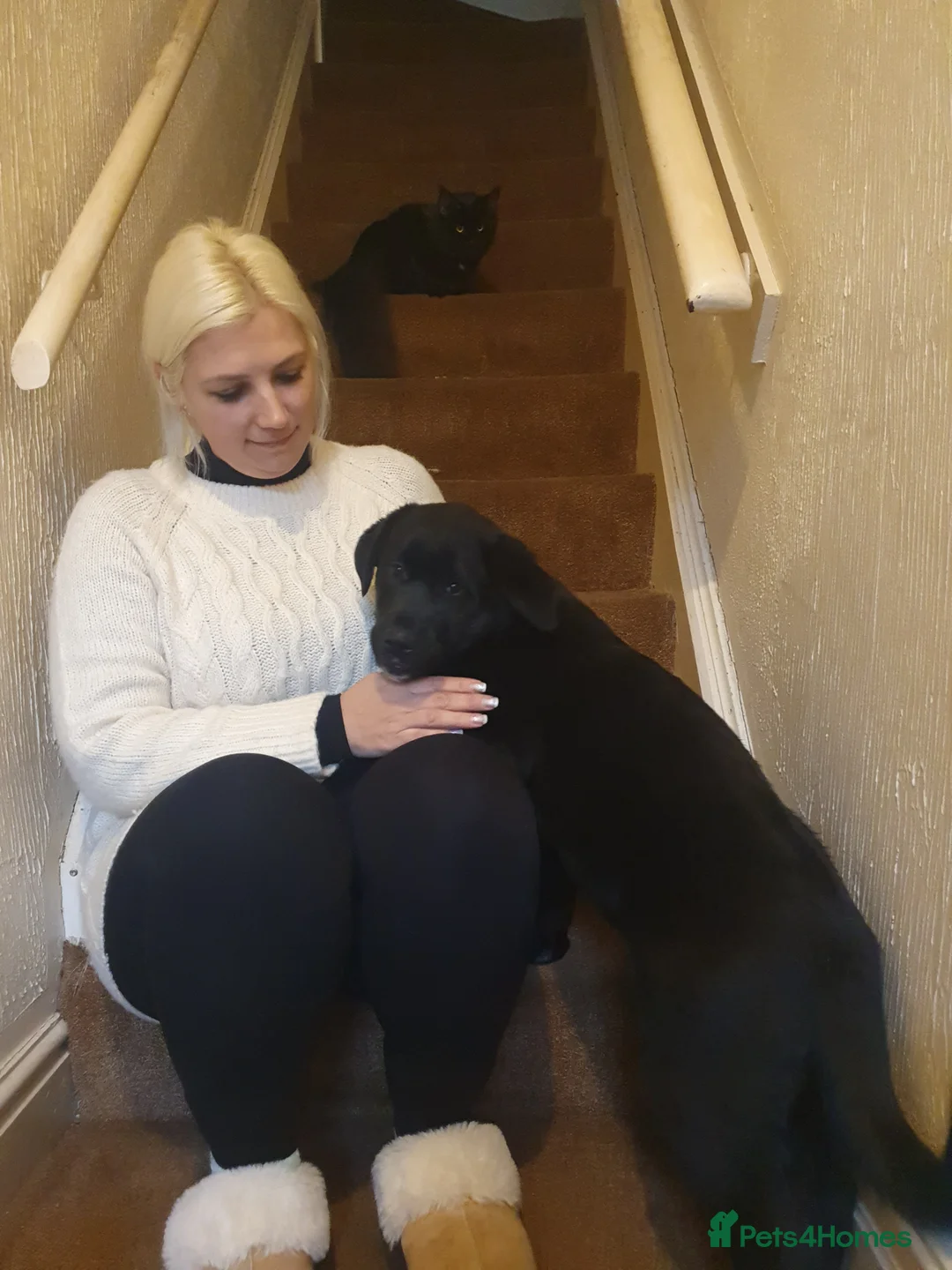 Mixed Breed dogs for sale: Akita and Golden retriever mix - Advert 7