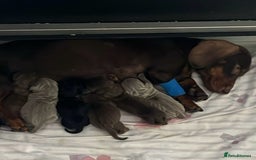 Dachshund dogs for sale: GORGEOUS KC REG STANDARD MALE PUPS  - Advert 16