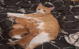Mixed Breed cats for sale: Kittens ready for forever home - Image 15