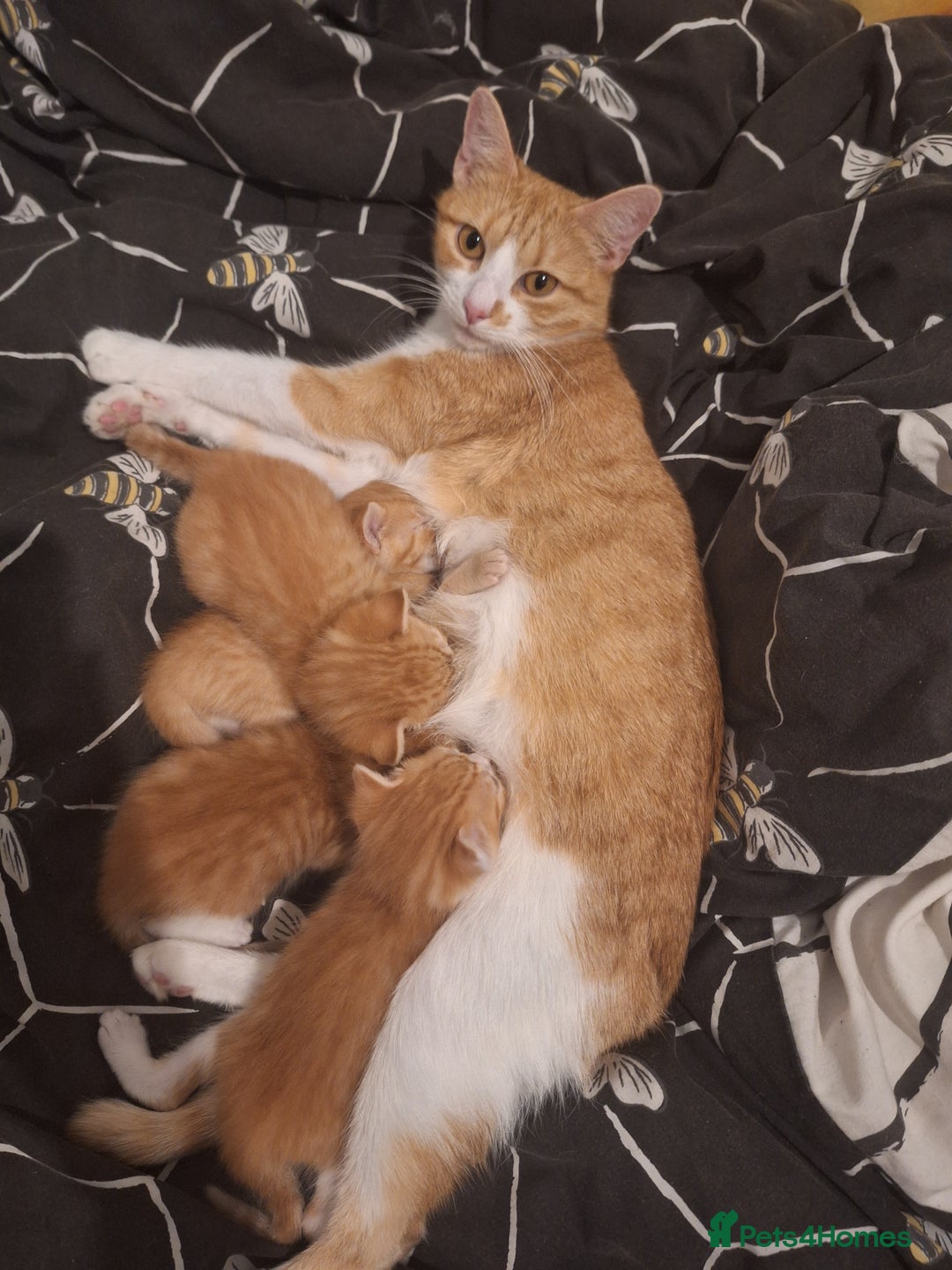Mixed Breed cats for sale: Kittens ready for forever home - Image 15