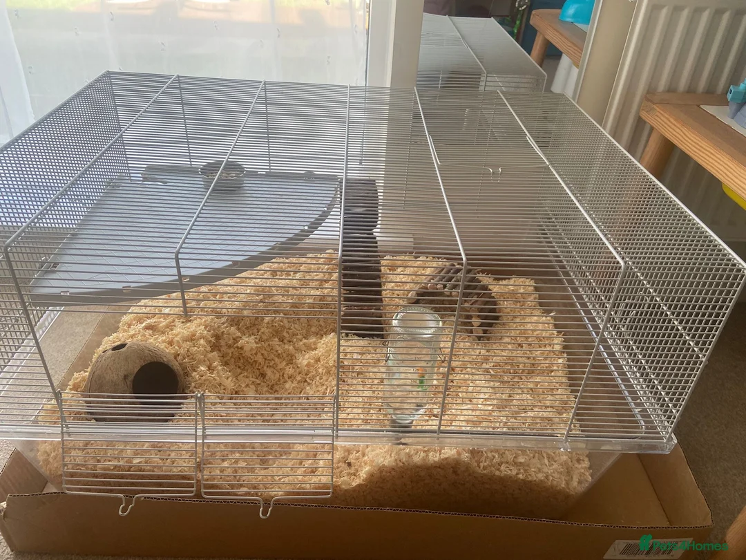 Gerbil rodents for sale: 2 gerbils males with cage and additions  - Advert 10