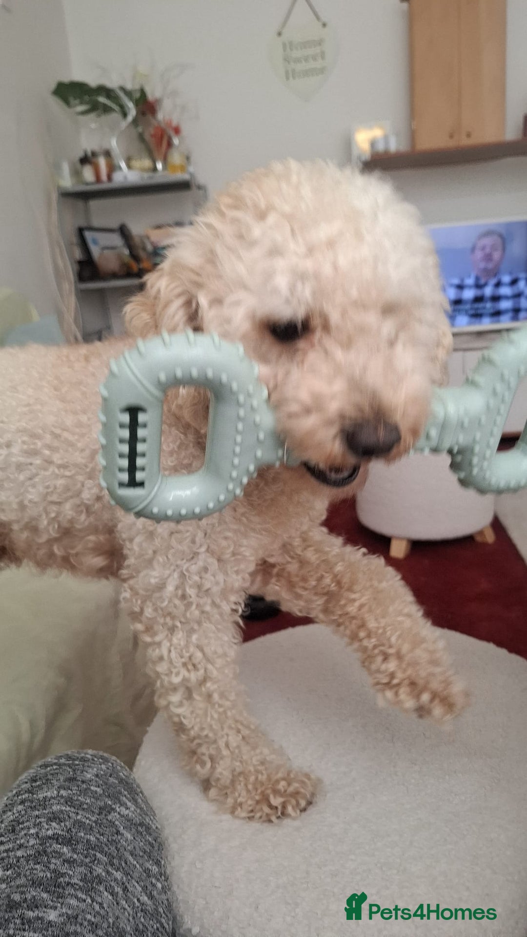 Toy Poodle dogs for sale: Beautiful, Loving Male Toy Poodle Available Now - Image 6