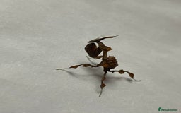 Praying Mantis invertebrates for sale: Ghost mantis  - Image 3