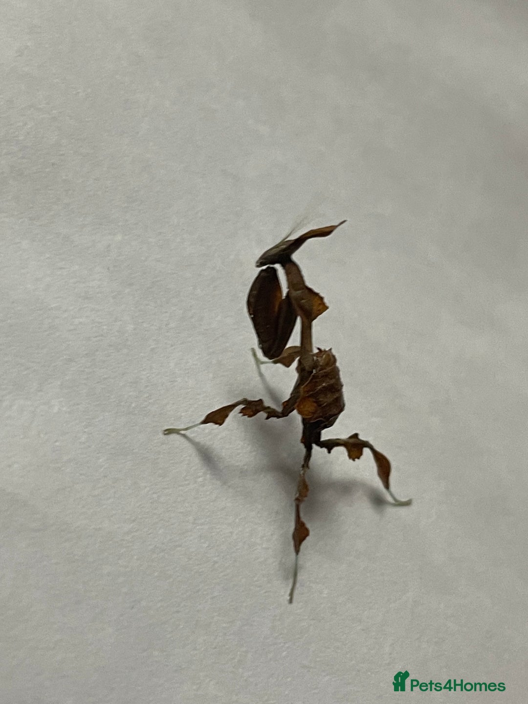 Praying Mantis invertebrates for sale: Ghost mantis  - Image 3
