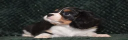 Cavalier King Charles Spaniel dogs for sale: Two Cavalier King Charles Spaniel Females - Advert 21