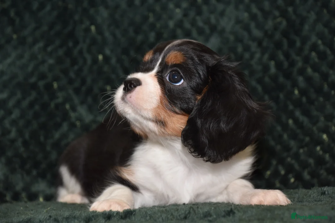 Cavalier King Charles Spaniel dogs for sale: Two Cavalier King Charles Spaniel Females - Advert 21