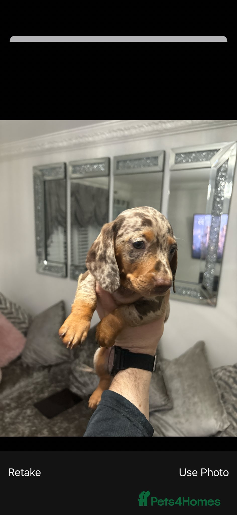 Miniature Dachshund dogs DAPPLE GIRL MINIATURE DACHSHUND - Advert 1