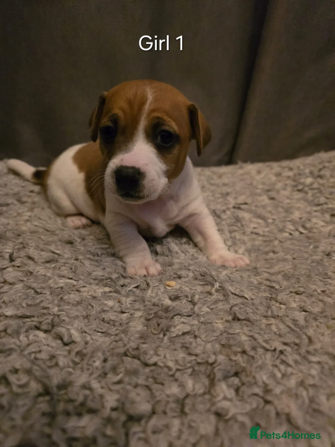 Jack Russell dogs for sale: Smooth Coated Jack Russell Puppies - Advert 12